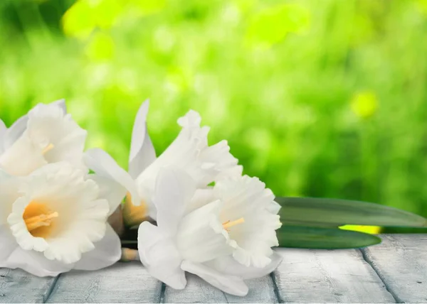 Påsklilja Blommor Bukett Bakgrund — Stockfoto