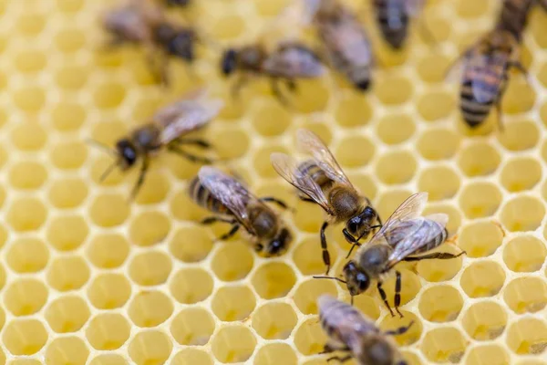 Kleine Bienen Auf Waben Voller Honig — Stockfoto