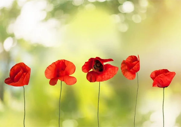 Poppy Flowers Summer Field Background — Stock Photo, Image