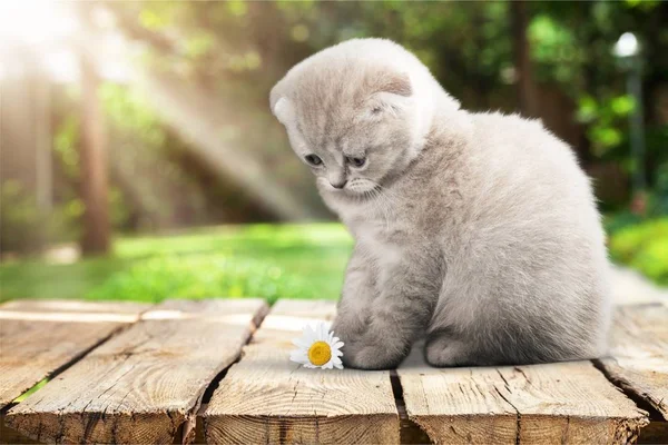 Söt Liten Kattunge Med Blomma Bakgrund — Stockfoto