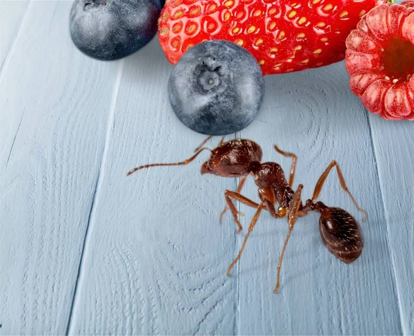 Hormiga Frutas Exóticas Antena Animal Americano Anthophila Apoidea — Foto de Stock