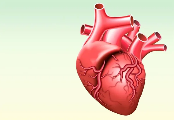 Lidské Srdce Anatomie Zdravotnictví Medicíně Lidské Vnitřních Orgánů Vektorovou Ilustraci — Stock fotografie