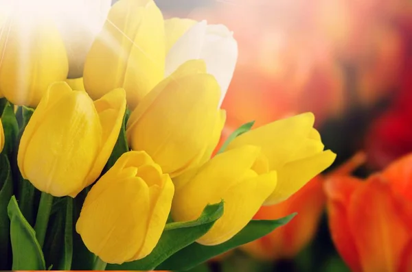 Fiori di tulipano freschi — Foto Stock