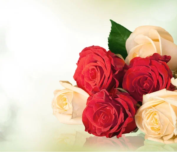 Красиві Червоні Бежеві Троянди Ізольовані Білому Тлі — стокове фото