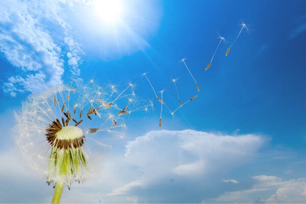 Одуванчик с выдувом семян, на светлом фоне
 