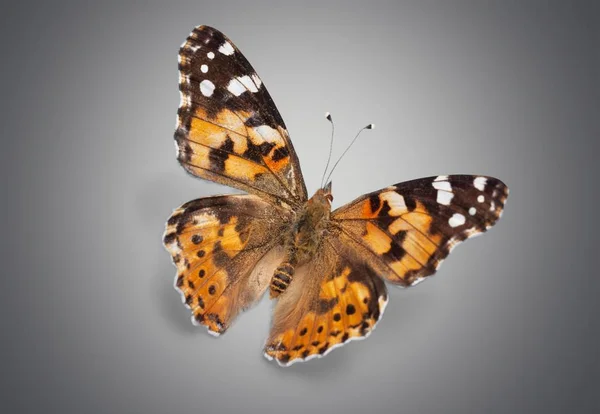 Красивое Насекомое Бабочки Изолировано Светлом Фоне — стоковое фото