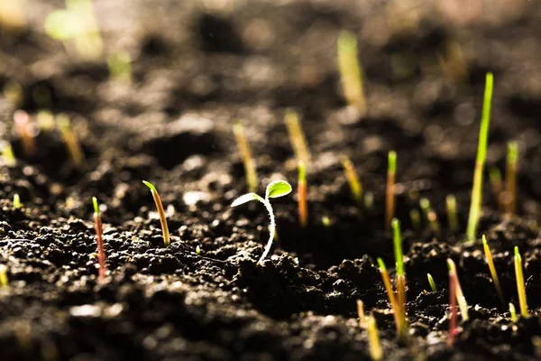 Croissance Une Nouvelle Plante Verte Vivante Dans Sol — Photo