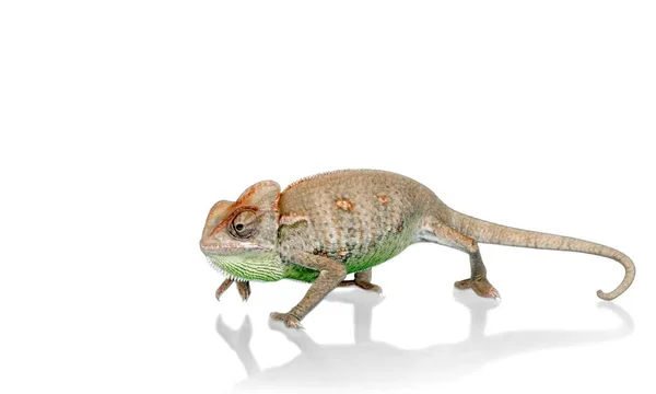 Chameleon Reptil Ödla Multi Färgade Djur Isolerade Husdjur — Stockfoto