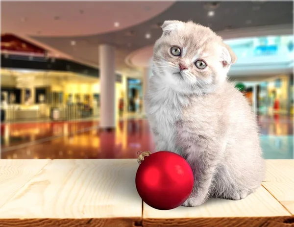 Katze Und Weihnachtskugel Hauskatze Spielen Kätzchen Ball Verspielt Weiß — Stockfoto