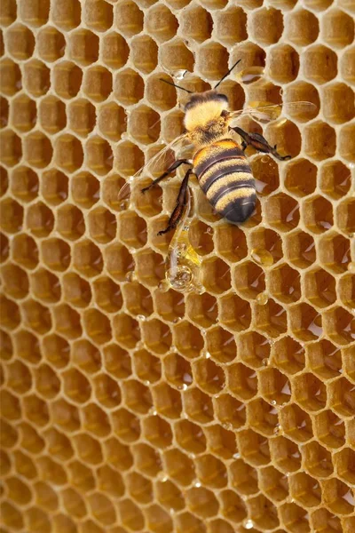 Bee Honey Bee Insekt Djur Natur Pollen Makro — Stockfoto