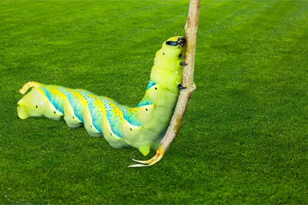 Caterpillar Larv Grön Flyttar Upp Insekt Djur Nära — Stockfoto