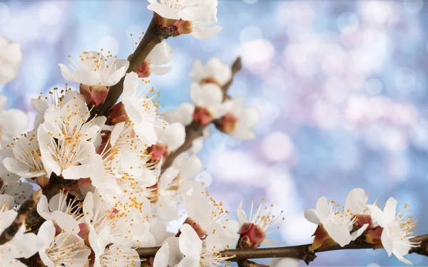 Primavera Flor Árbol Almendra Belleza Flor Fondo Sakura — Foto de Stock