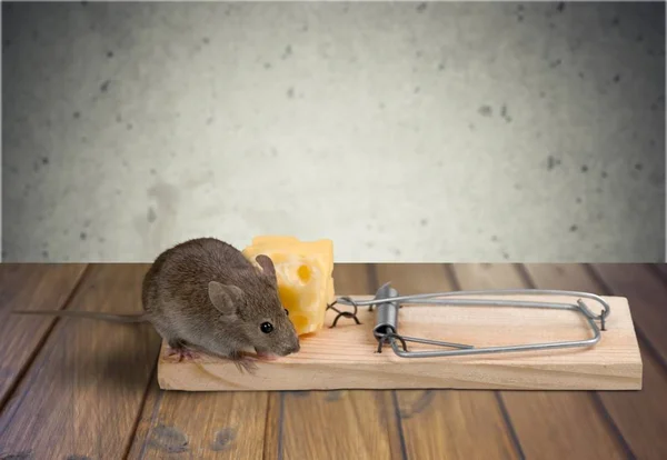 Falle Mit Käse Und Maus — Stockfoto