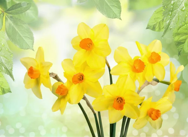 Gula Narcisser Blommor Isolerad Bakgrunden — Stockfoto