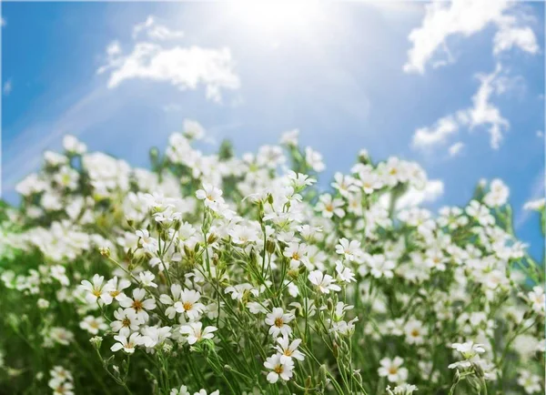 Primavera Fundo Livre Closeup Sol Prado Natural — Fotografia de Stock