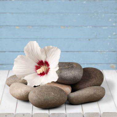Lily spa tedavi welness taş çiçek tek çiçek beyaz