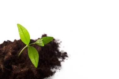 Tarım arka plan arka planlar başlangıçlar geliştirme kir dostum