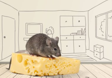 gri fare hayvan ve peynir 