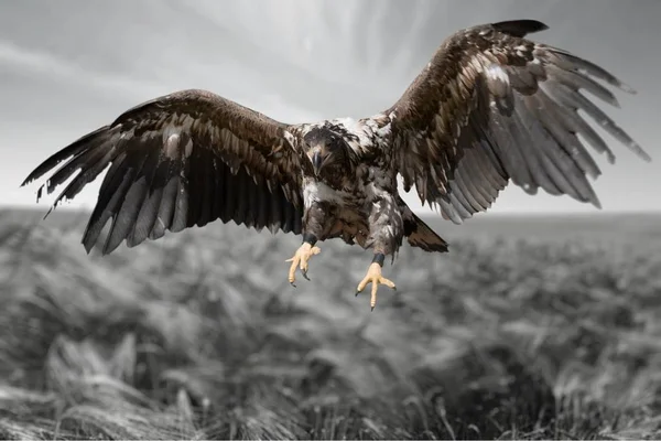 Vista Panorámica Del Gran Águila Volando —  Fotos de Stock