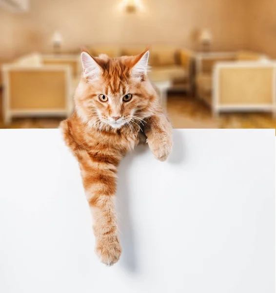 Gato rojo con letrero en blanco — Foto de Stock