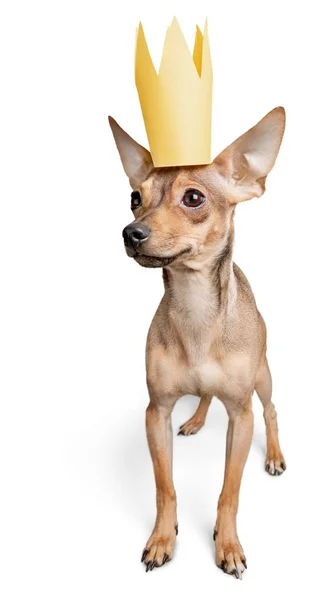 Kroon Koning Hond Huisdier Zoogdier Canine Huisdier — Stockfoto