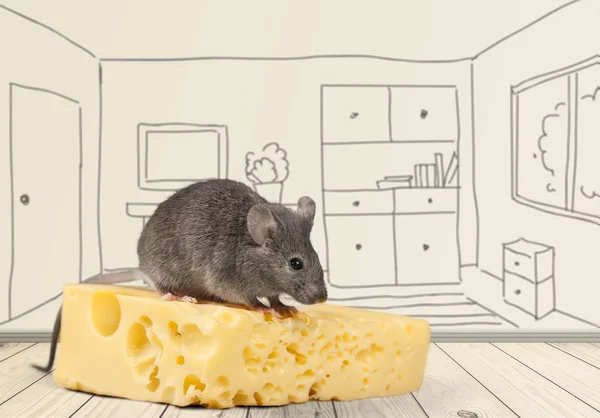 Grijze muis dier en kaas — Stockfoto