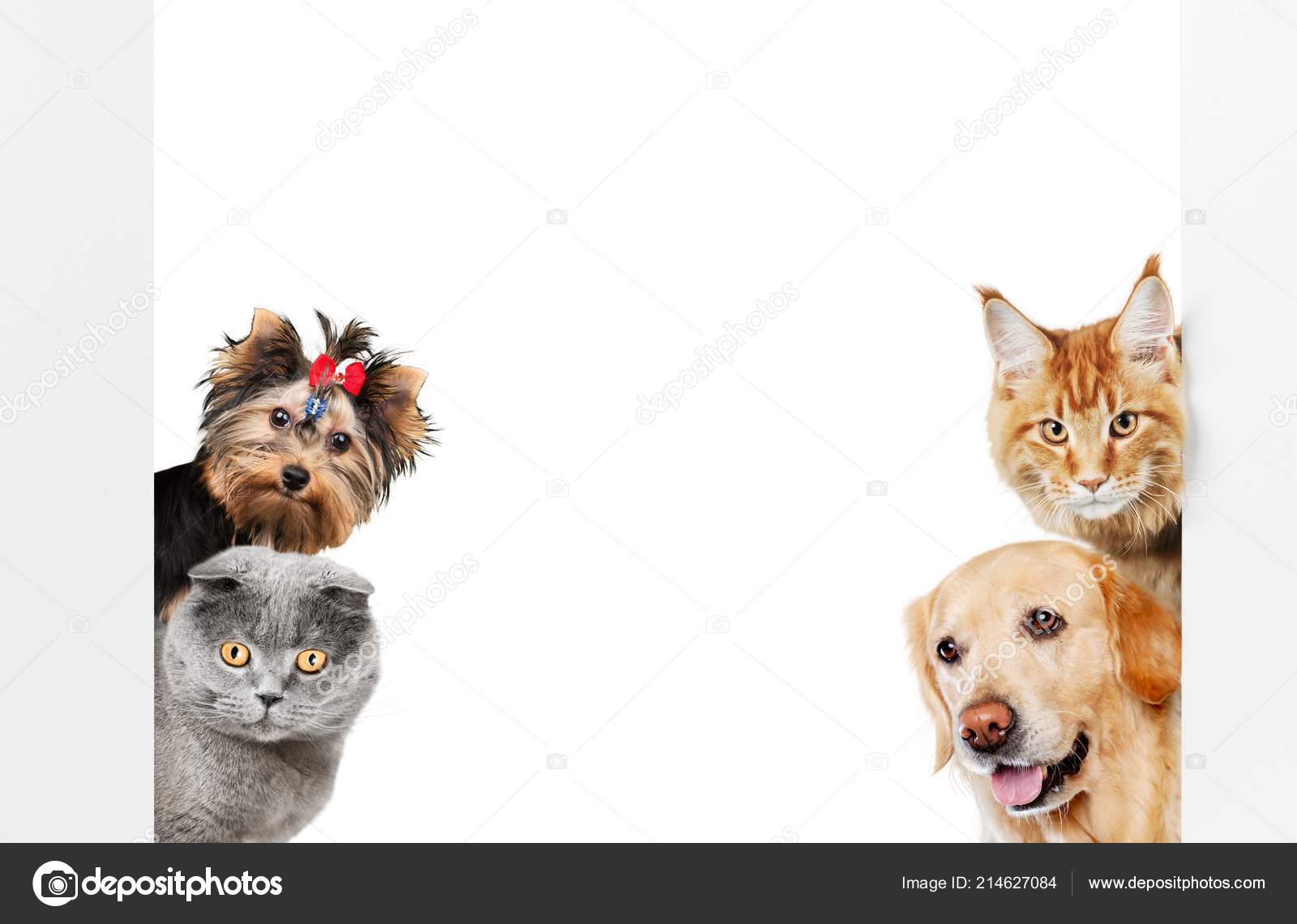 Funny Dogs Cats Isolated White Stock Photo by ©billiondigital 214627084 Funny Dogs Cats Isolated White Stock Photo by ©billiondigital 214627084