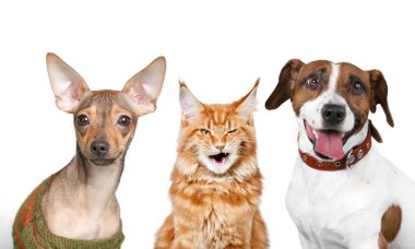 Beyaz arka planda sevimli köpekler ve kedi