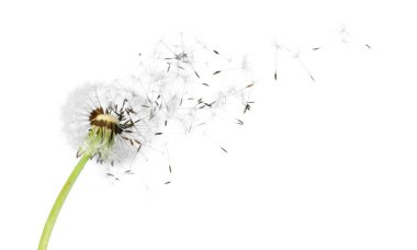 Açık renkli tohumlar, üfleme karahindiba 