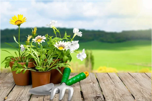 Blumentöpfe Und Gartengeräte Auf Holztisch — Stockfoto