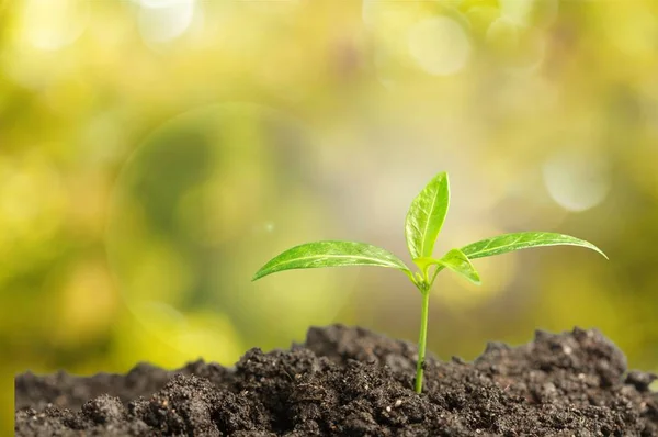 土の新しい緑の生活植物の成長 — ストック写真