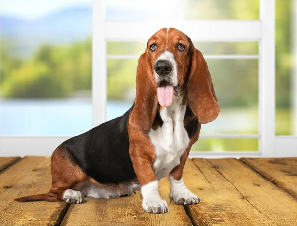 木製の床のバセットハウンド犬 — ストック写真