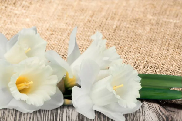 Όμορφα Λευκά Άνθη Φόντο — Φωτογραφία Αρχείου