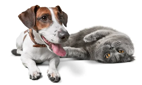 Lustige Katze Und Hund Isoliert Auf Weißem Hintergrund — Stockfoto