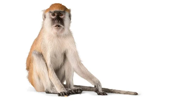 Bonito Macaco Animal Isolado Branco — Fotografia de Stock