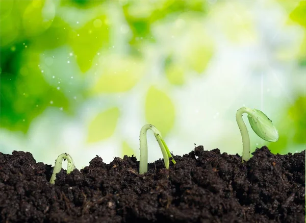 Tillväxten Nya Liv Gröna Växter Jord — Stockfoto