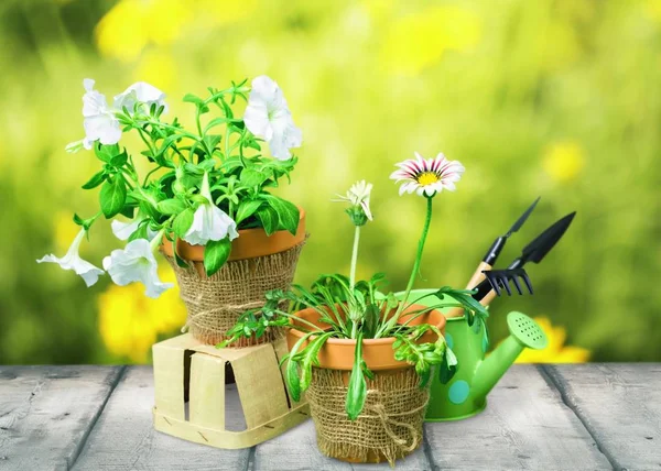 Blumentöpfe Und Gartengeräte Auf Holztisch — Stockfoto