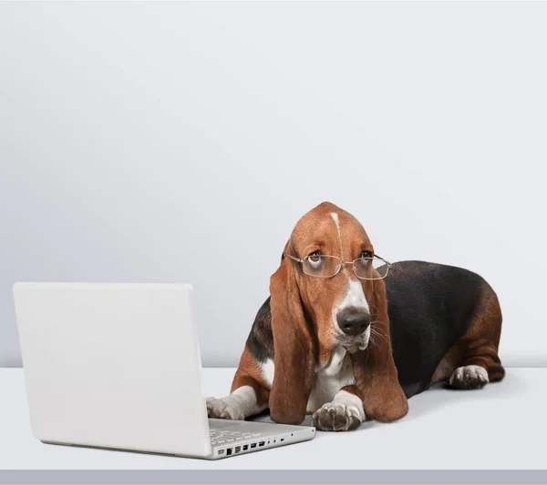 Basset Hound dog med laptop — Stockfoto