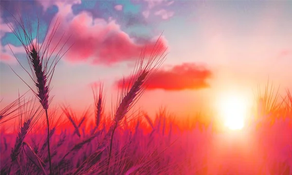 Weizenähren Auf Dem Feld Bei Sonnenuntergang — Stockfoto