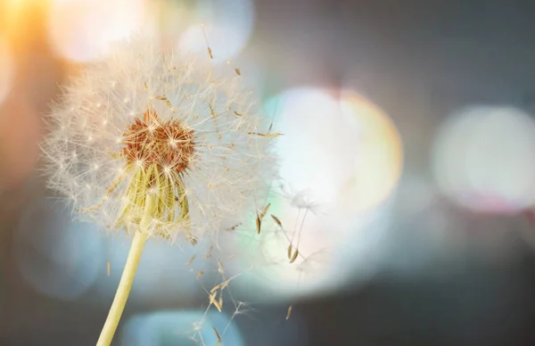 明るい背景に 種子を吹くとタンポポ — ストック写真