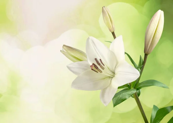 Beyaz Zambak Çiçek Düğün Dekor Beyaz Izole — Stok fotoğraf