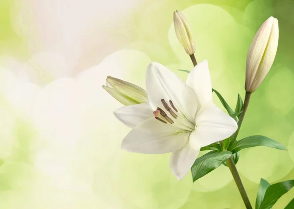 Fiore Giglio Bianco Decorazione Nozze Isolato Bianco — Foto Stock