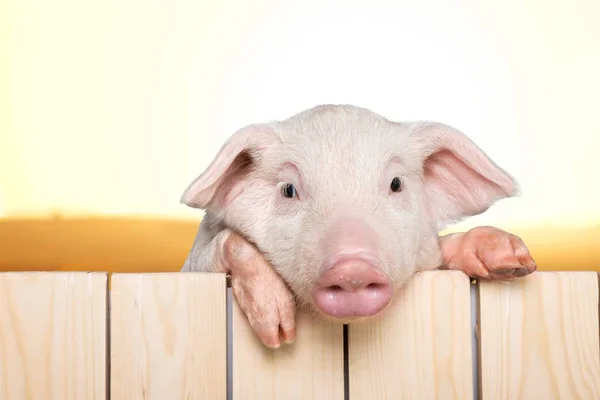 Piglet Hanging Fence Close View — Stock Photo, Image