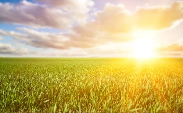 Magnifique Fond Été Avec Herbe Verte — Photo