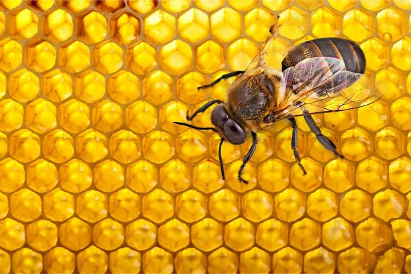 Honey bee on combs — Stock Photo, Image