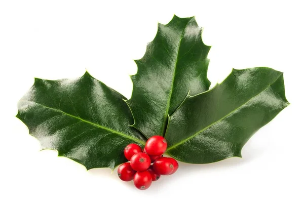 Holly Leaves Berries Isolated White Background Christmas Symbol — Stock Photo, Image