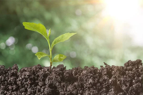 新生命绿色植物在土壤中的生长 — 图库照片