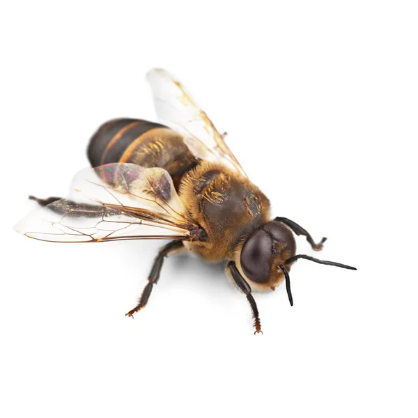 单蜜蜂在白色背景 — 图库照片