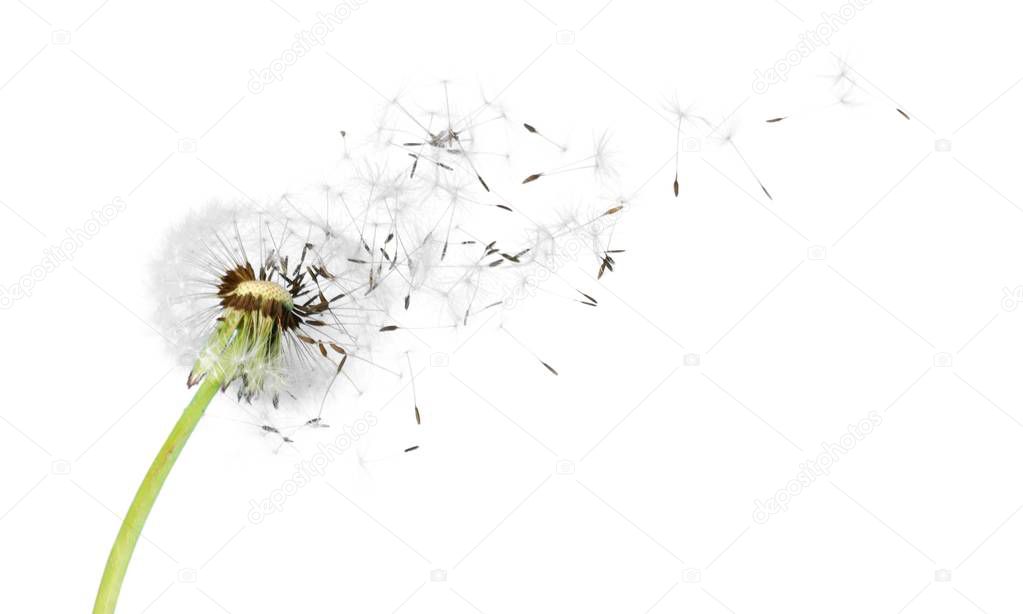 Dandelion with blowing seeds, on light background 