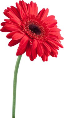 Beyaz arkaplanda kırmızı gerbera çiçeği